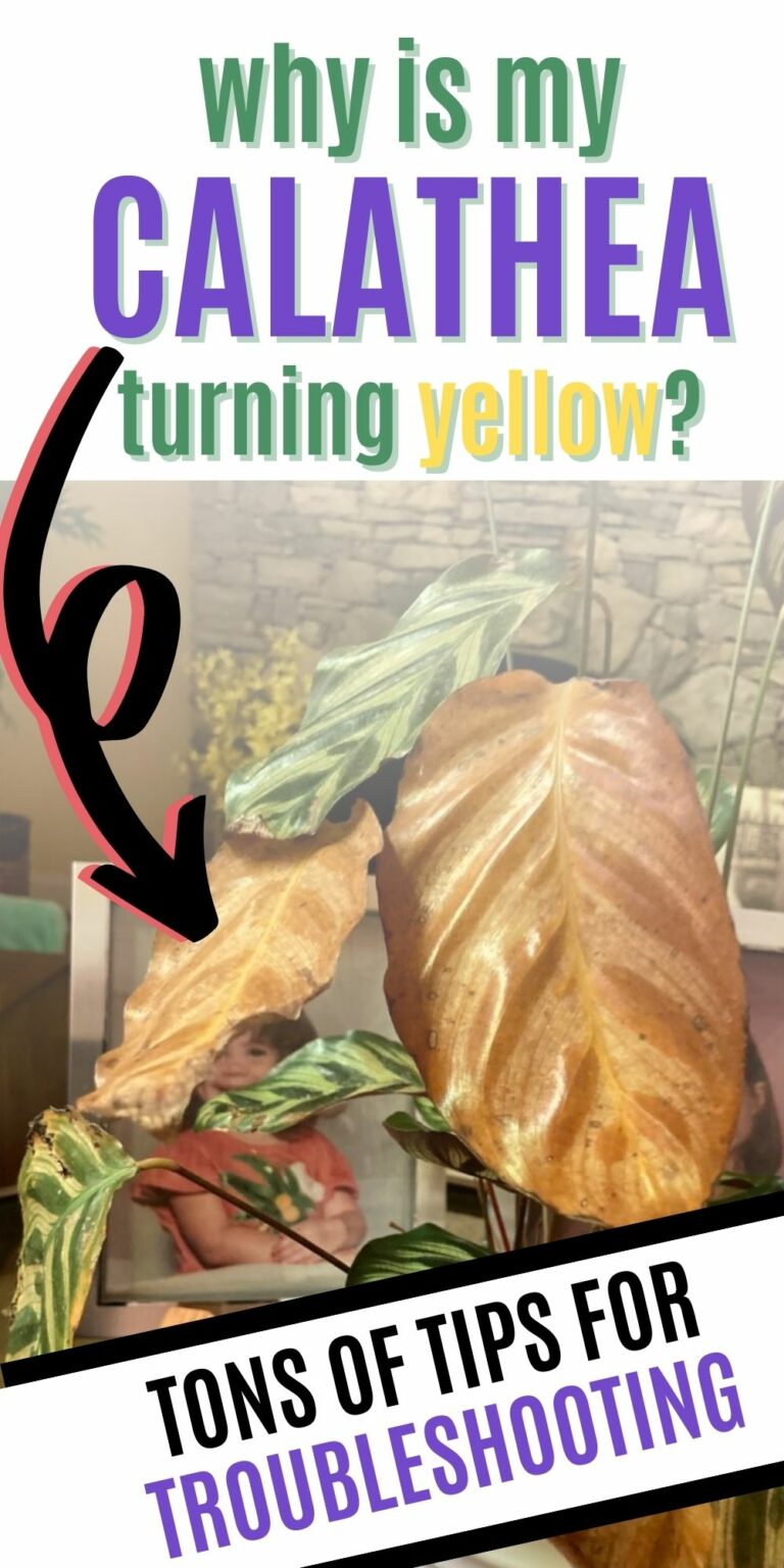 Why is my calathea turning yellow? keep your plants alive