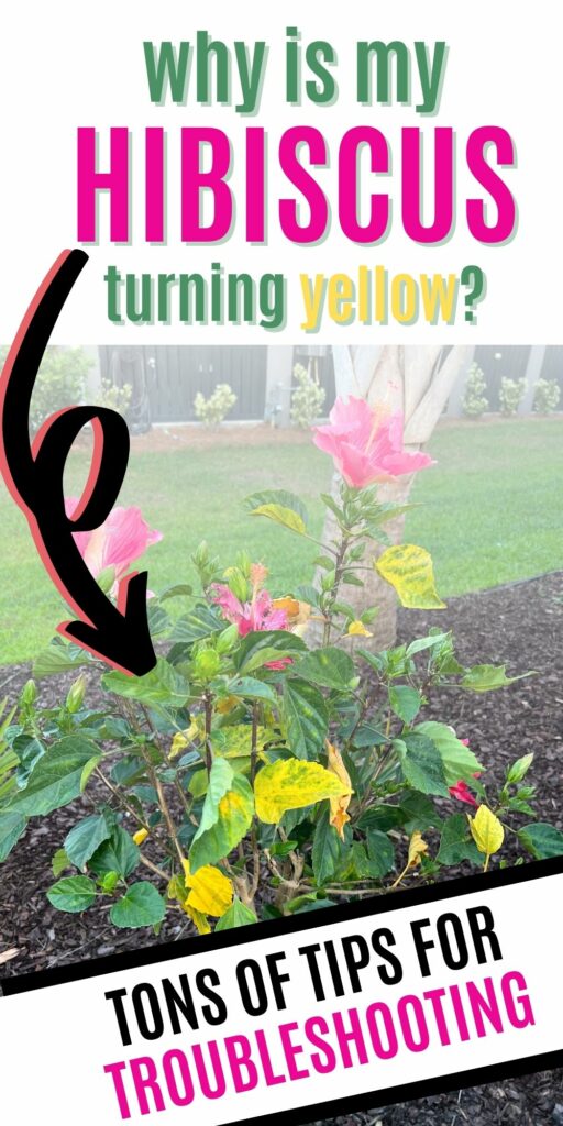 why is my hibiscus plant turning yellow