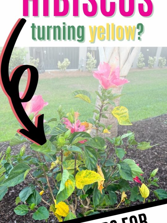 Why is my calathea turning yellow? keep your plants alive