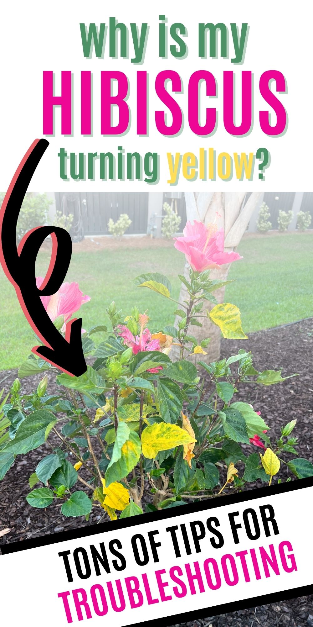 Why is my hibiscus getting yellow leaves?
