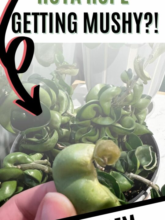 Why is my hoya rope getting wrinkled? keep your plants alive