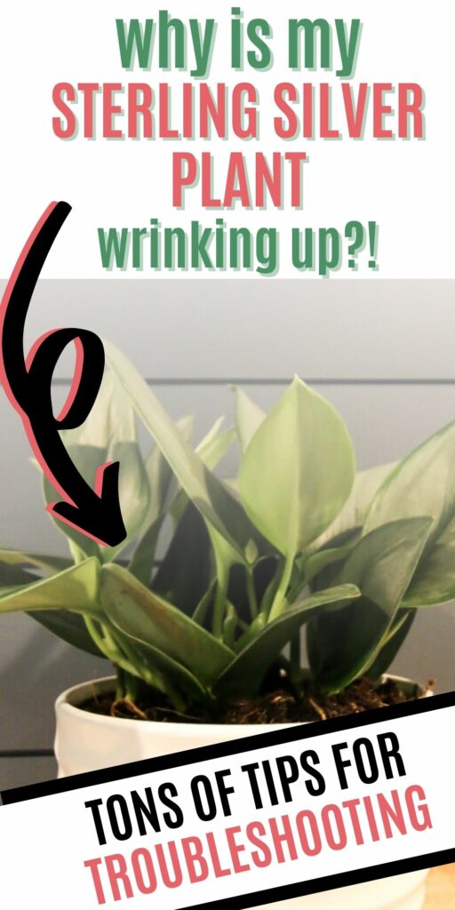 why is my sterling silver plant getting wrinkled