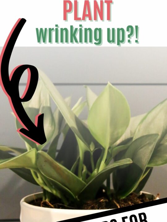 How to propagate a sterling silver plant keep your plants alive