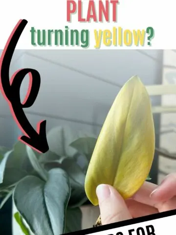 why is my sterling silver plant turning yellow