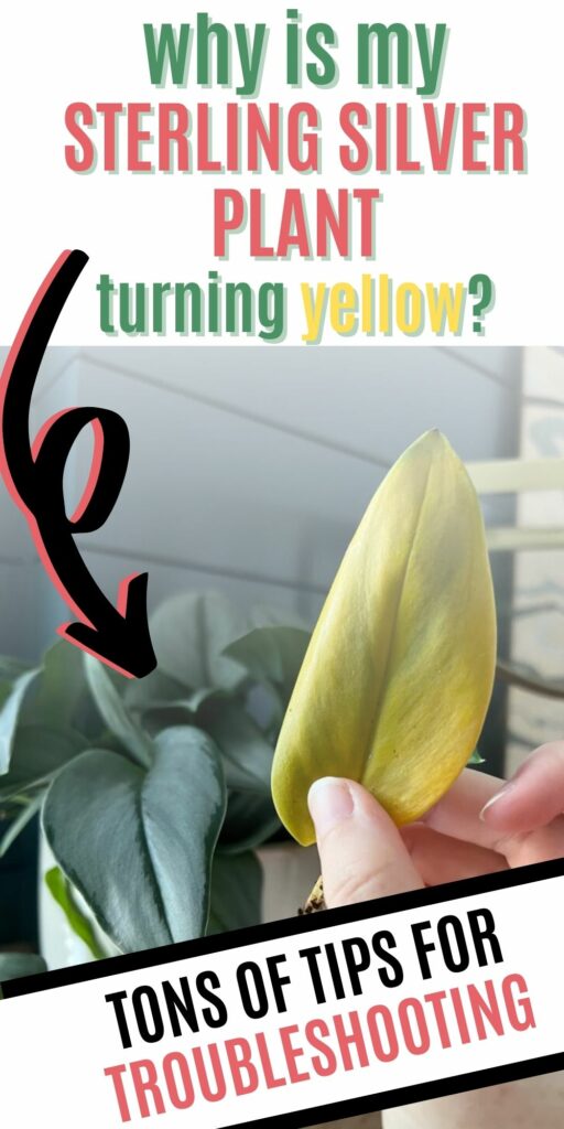 why is my sterling silver plant turning yellow