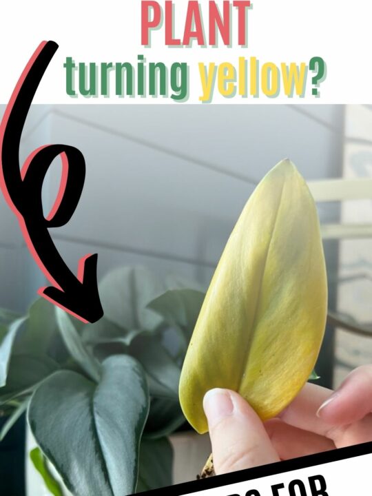 Why is my calathea turning yellow? keep your plants alive