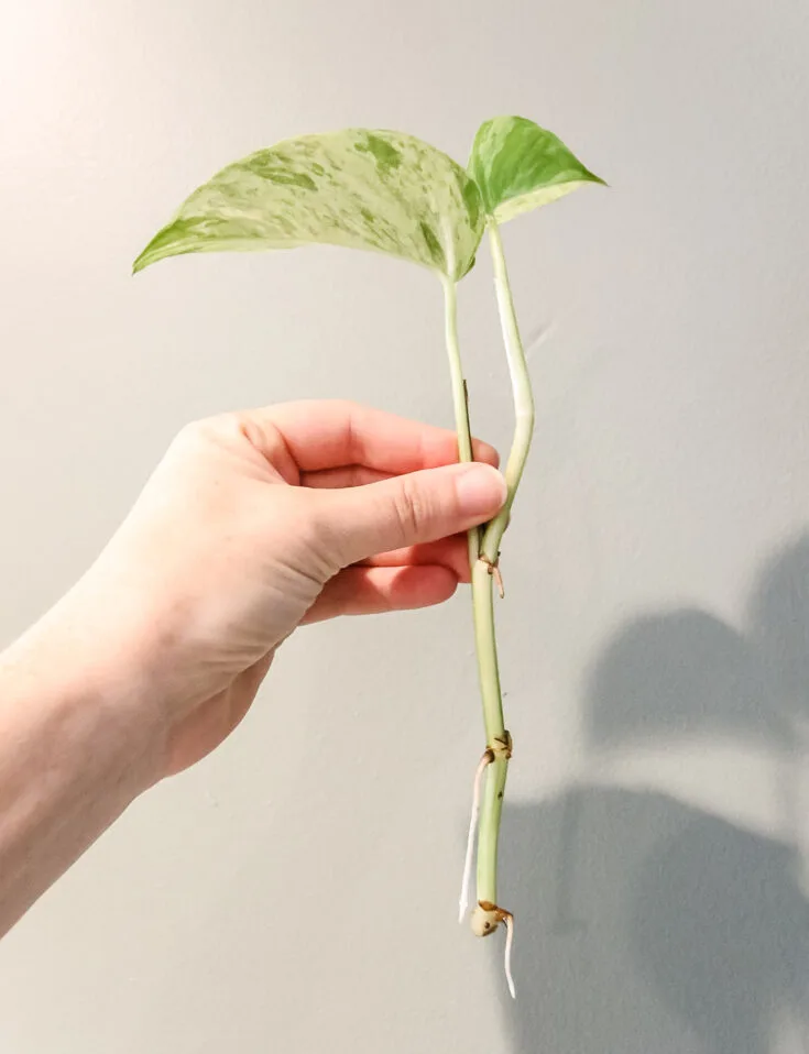 marble queen pothos cutting