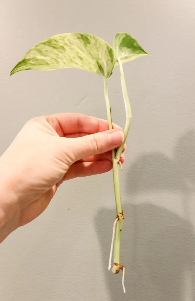 marble queen pothos cutting