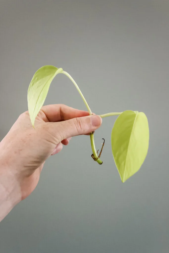 neon pothos cutting