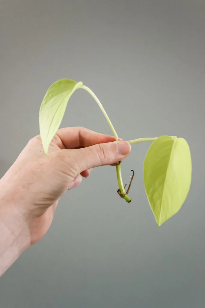 neon pothos cutting