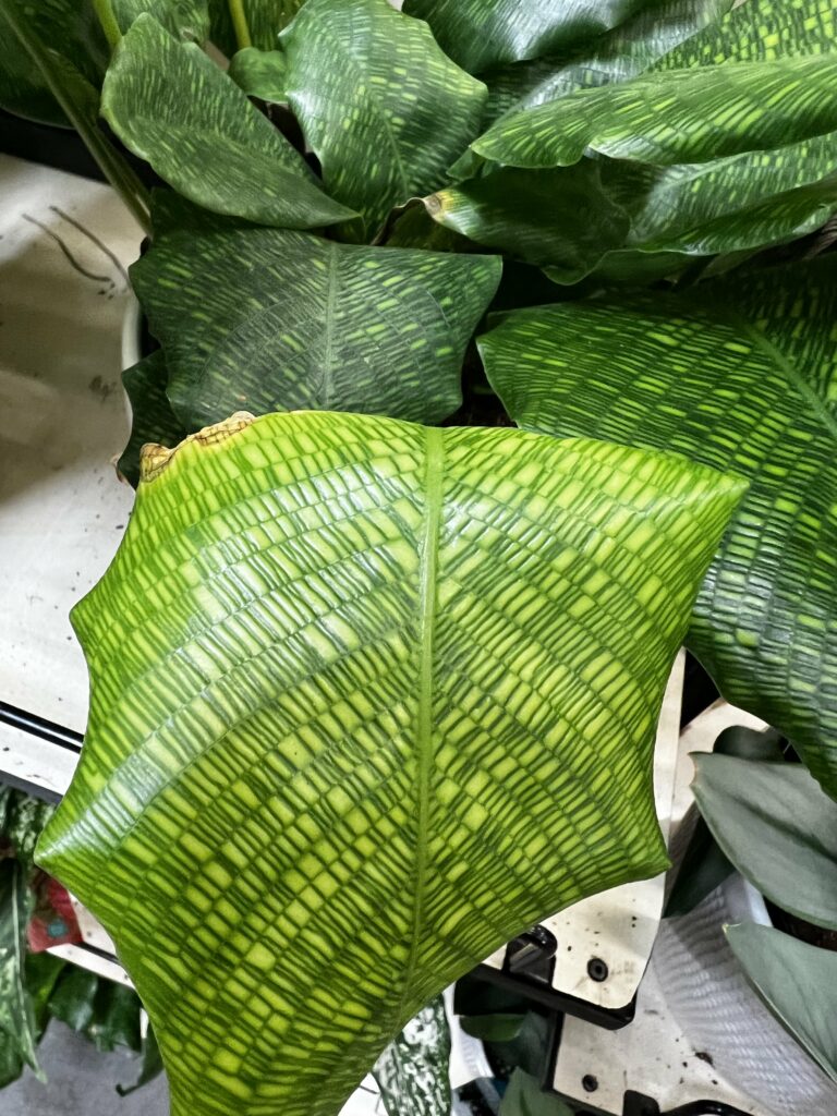 calathea network plant