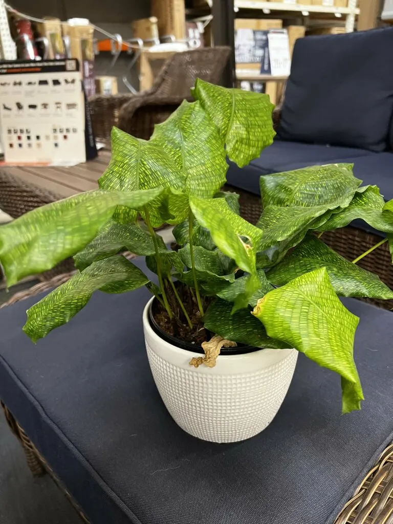 calathea network plant