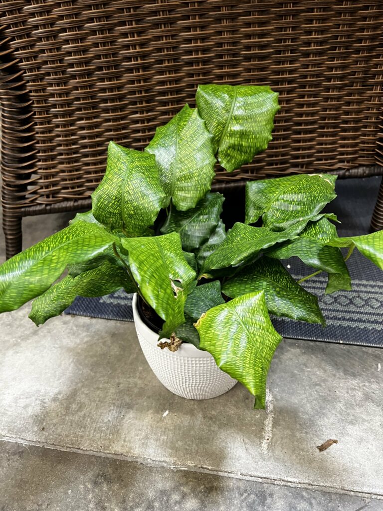 calathea network plant