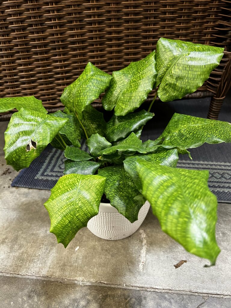 calathea network plant