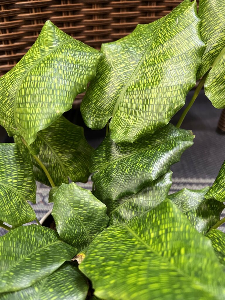 calathea network plant