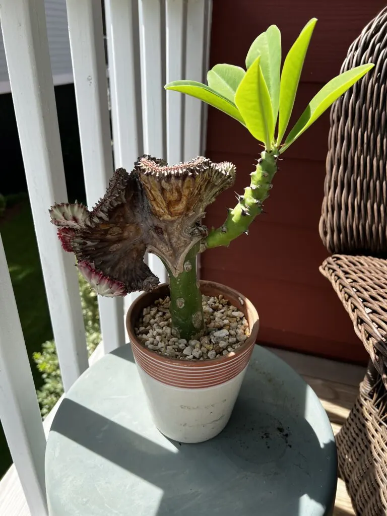 coral cactus with leafy growth