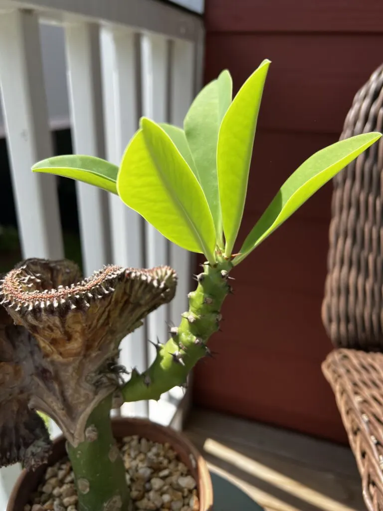 leafy growth on coral cactus