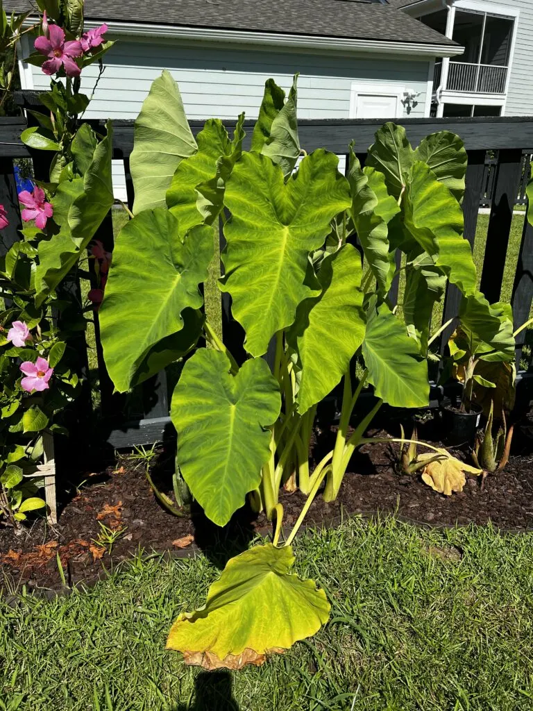 giant elephant ear plant in the garden