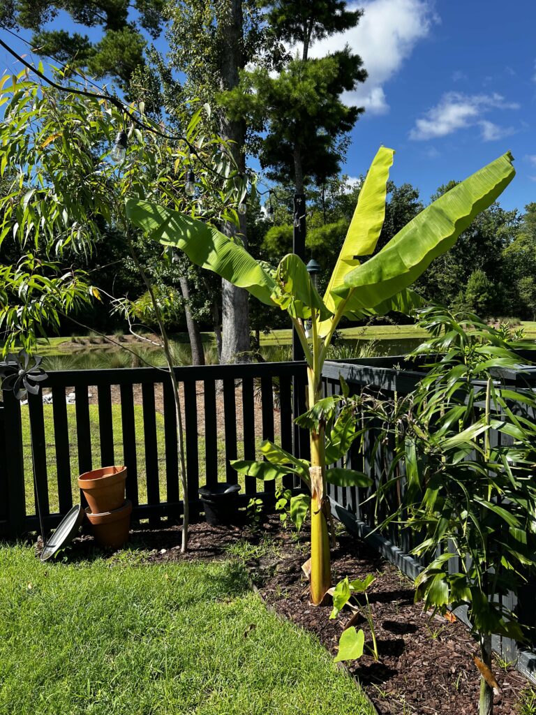 banana tree growing outside
