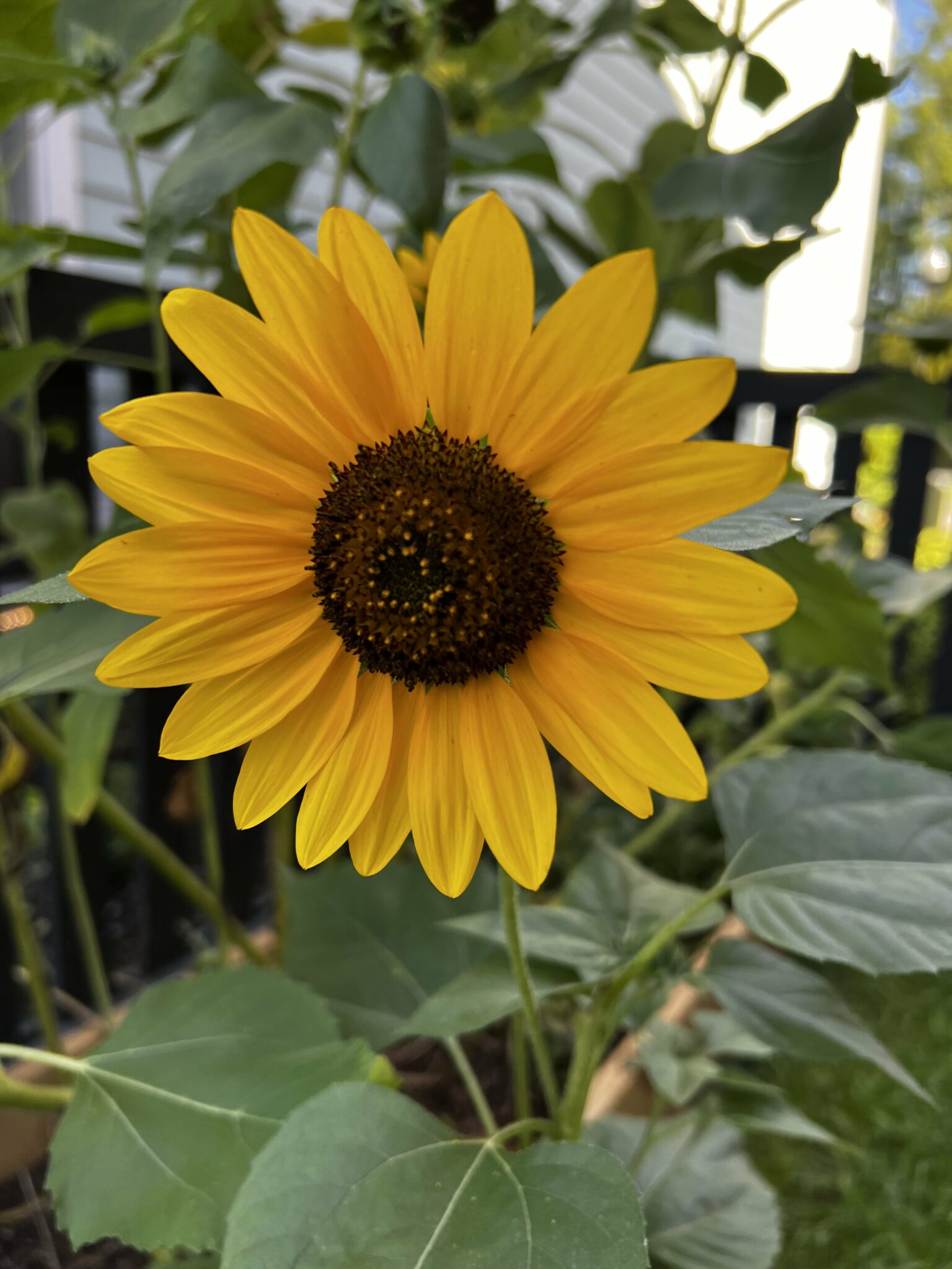 How to grow sunflowers in a raised bed garden keep your plants alive