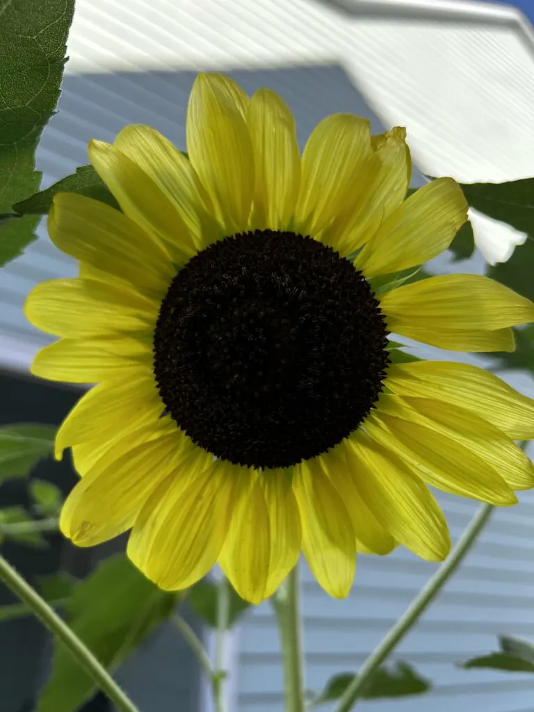 sunflower head