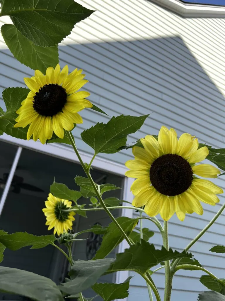 sunflowers growing in a raised bed