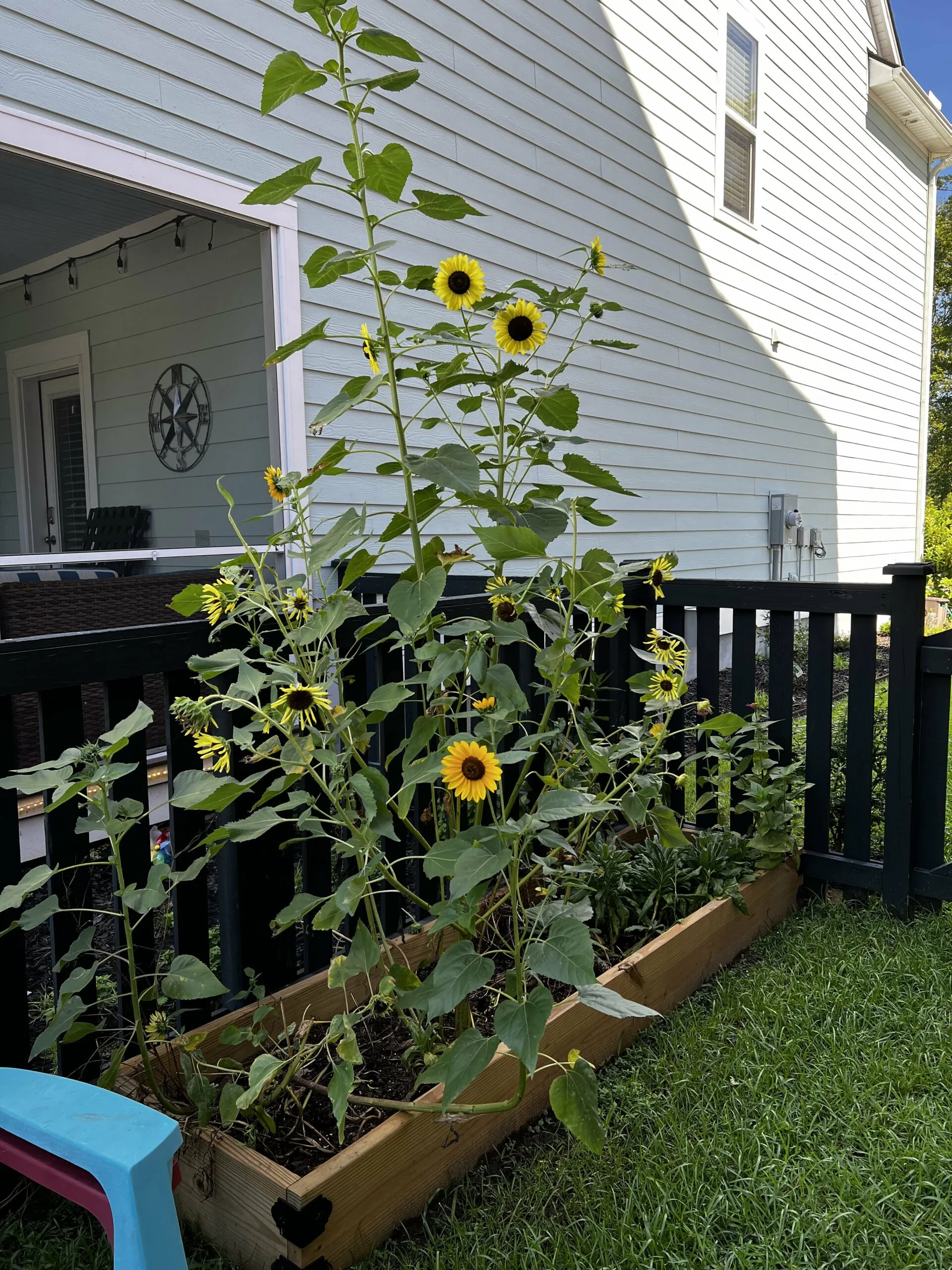 sunflowers growing in a raised bed