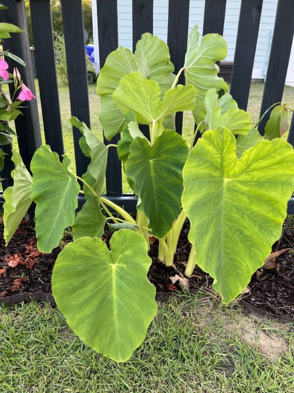 Colocasia gigantea 'Thailand Giant' (Giant Elephant Ear) Care Guide ...