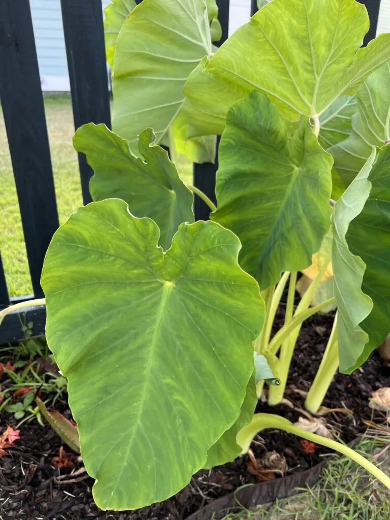 giant elephant ear leaf close up