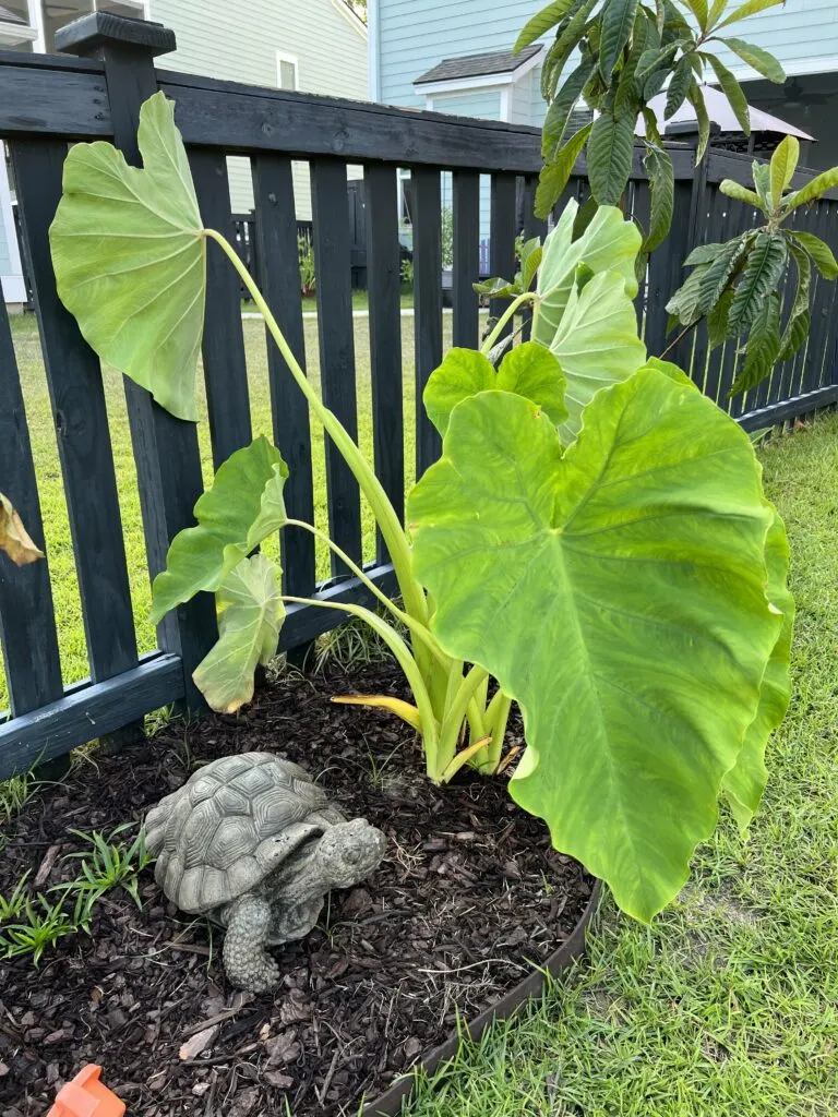 giant elephant ear leaf close up