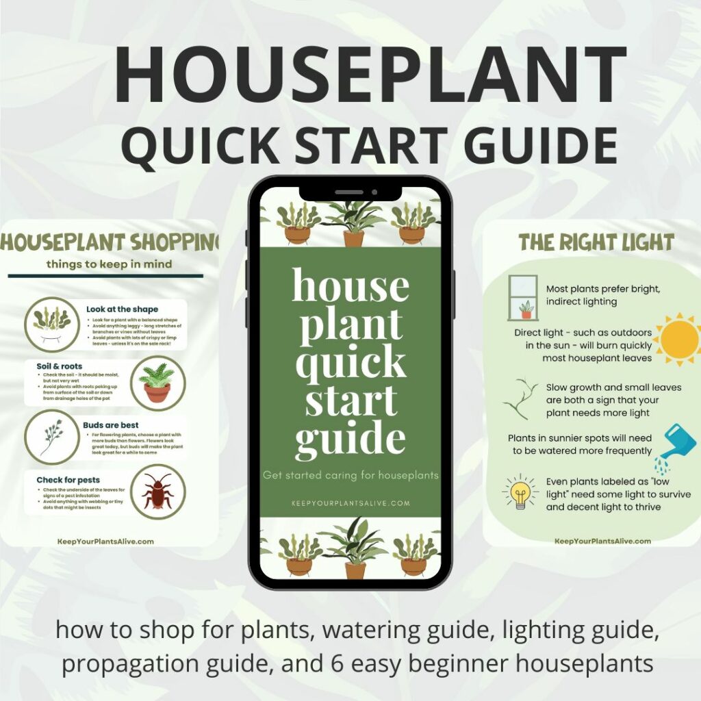 houseplant quick start guide