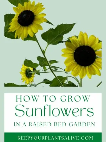 how to grow sunflowers in a raised bed garden