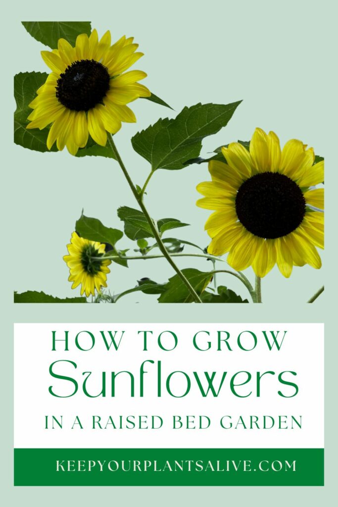 how to grow sunflowers in a raised bed garden