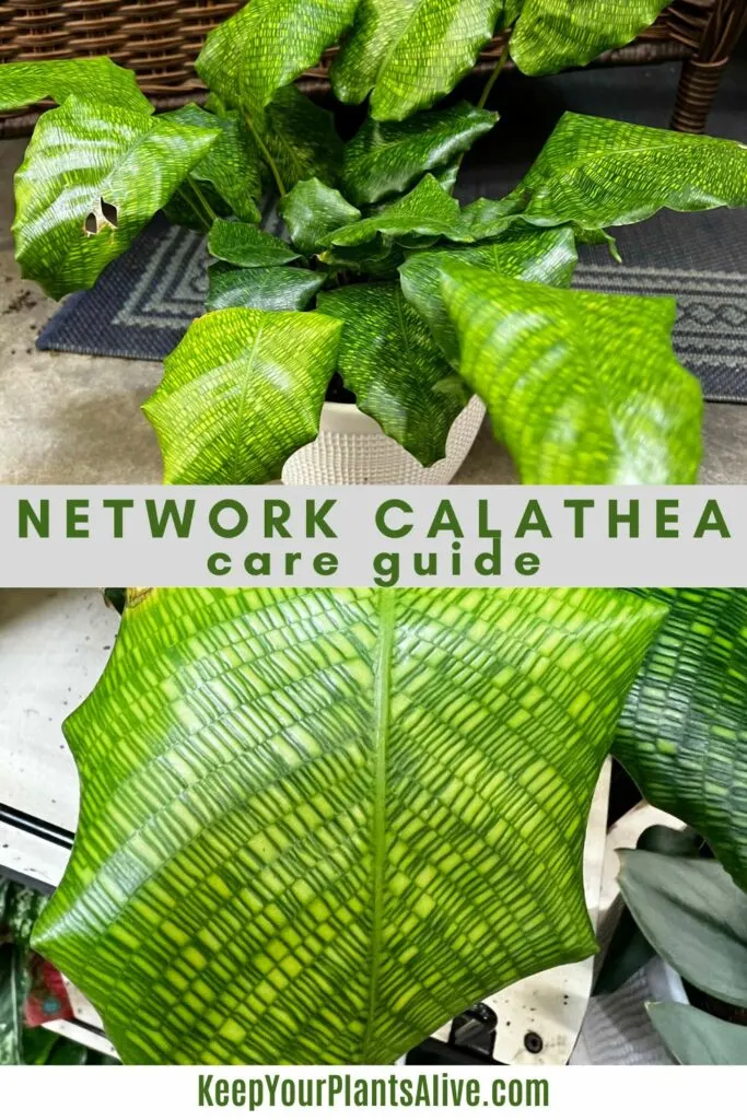 network calathea care guide