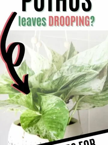 why are my pothos leaves drooping