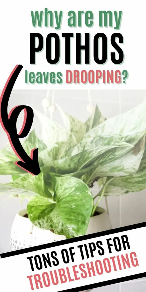 why are my pothos leaves drooping