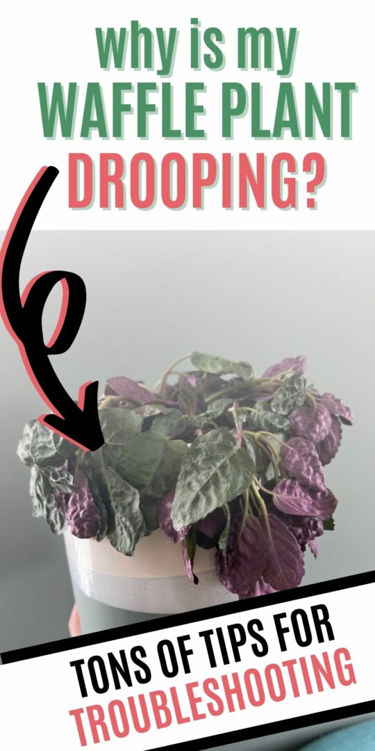 Why is my purple waffle plant drooping?! keep your plants alive