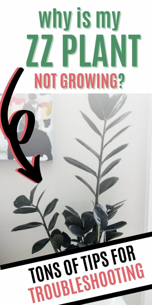 why is my zz plant not growing