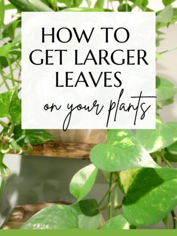 How to get larger leaves on your plants