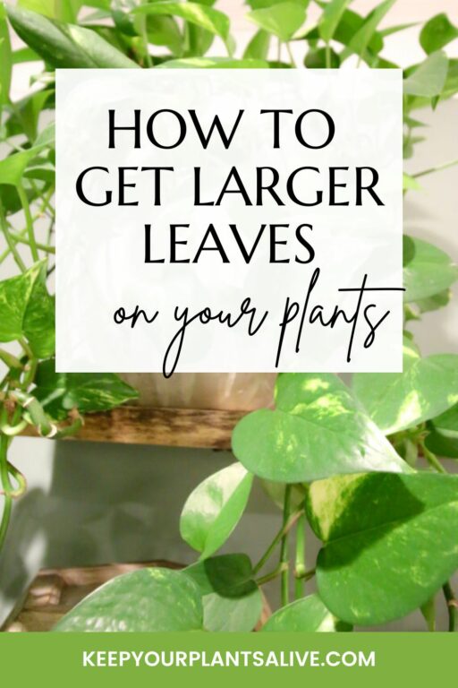 How to get larger leaves on a plant keep your plants alive