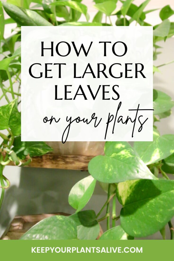 How to get larger leaves on a plant keep your plants alive