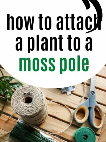 how to attach a plant to a moss pole