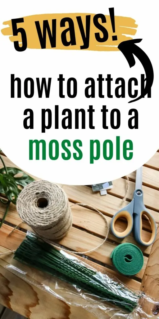 how to attach a plant to a moss pole