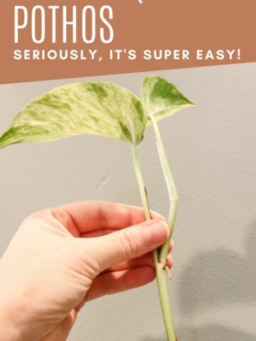 how to propagate marble queen pothos