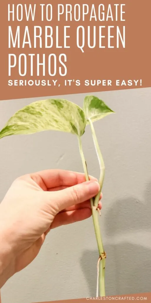 how to propagate marble queen pothos