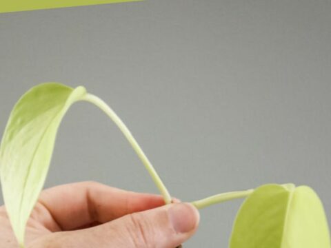 How to propagate neon pothos - keep your plants alive