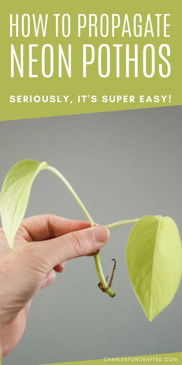 how to propagate neon pothos