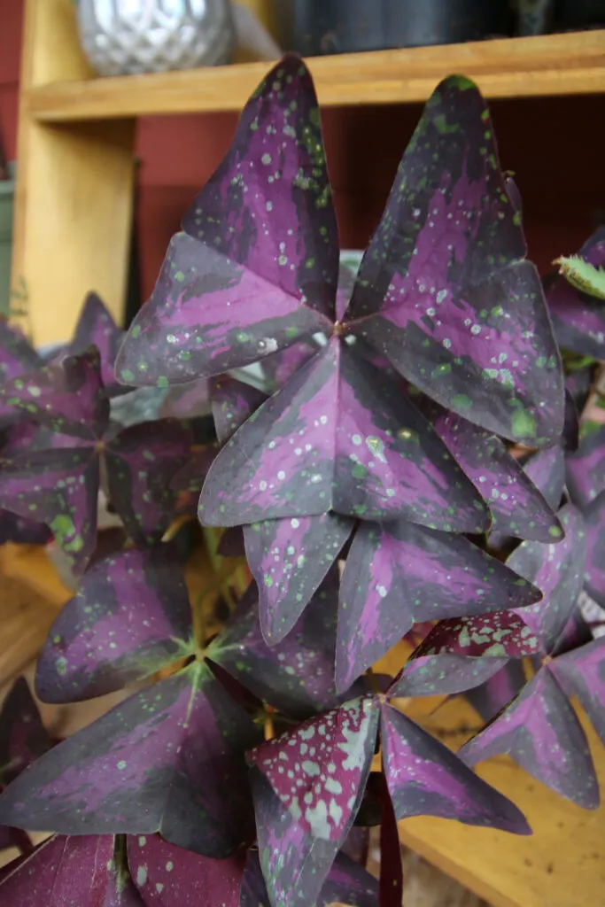 oxalis triangularis with leaf spots