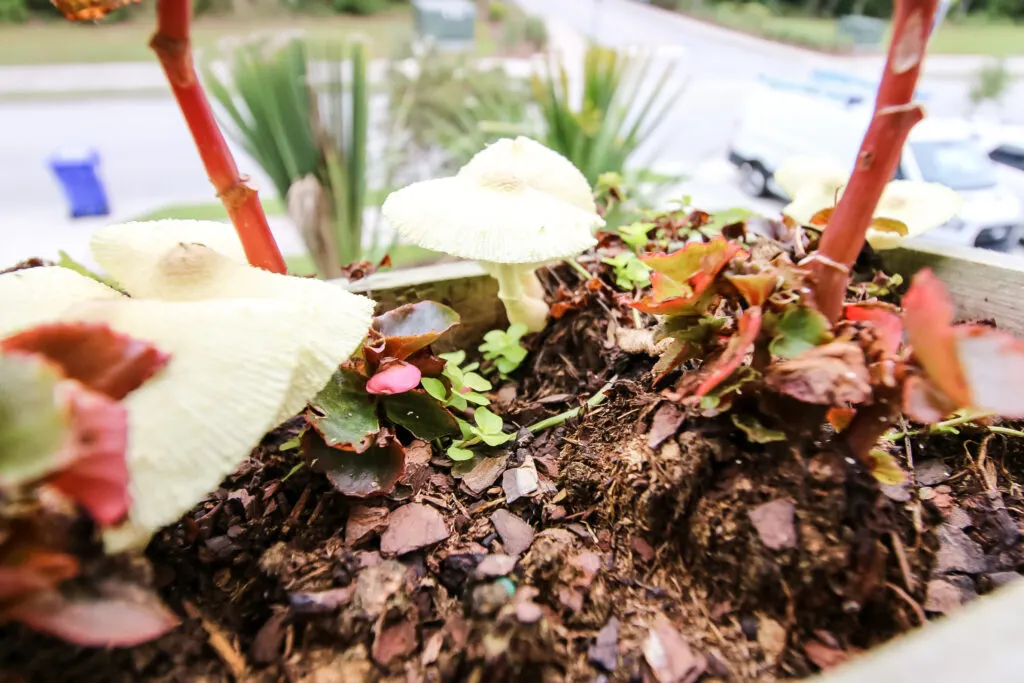 mushrooms growing in the garden