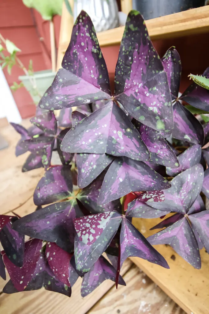 oxalis triangularis with leaf spots